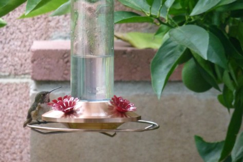 Hummingbird enjoying breakfast
