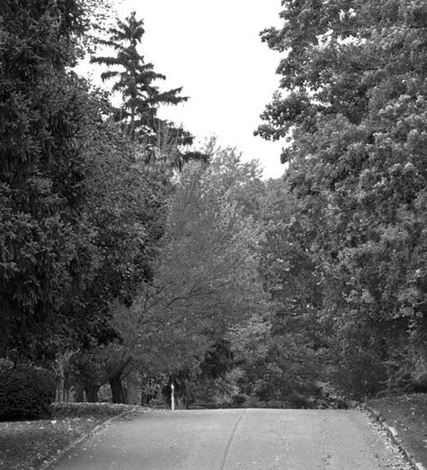 Fall Road b and w